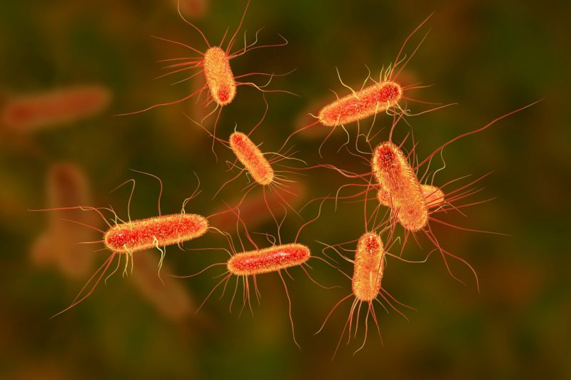 会「放电」的细菌!微生物另类呼吸术开启永续能源契机